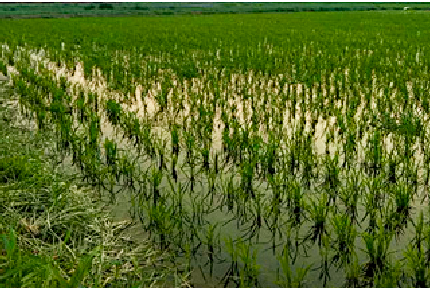 微生物馴化技術(shù)在農(nóng)業(yè)上的實(shí)際效果如何？